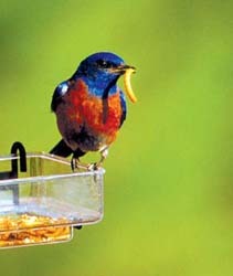 Western Bluebird on SideDish with Mealworm